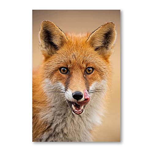 Postereck - 3483 - Fuchs, Close Up Tier Natur Jäger Fell Gesicht - Wandposter Fotoposter Bilder Wandbild Wandbilder - Poster - 4:3-81,0 cm x 61,0 cm von Postereck