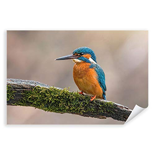 Postereck - 3500 - Eisvogel, Close Up Tier Natur Vogel Baum Wald - Wandposter Fotoposter Bilder Wandbild Wandbilder - Leinwand - 60,0 cm x 40,0 cm von Postereck