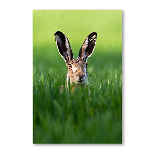 Postereck - 3522 - Hase, Feld Close Up Tier Natur Gras Ohren - Wandposter Fotoposter Bilder Wandbild Wandbilder - Leinwand - 60,0 cm x 40,0 cm von Postereck
