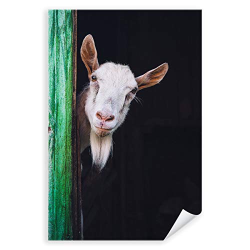 Postereck - 3584 - Ziege, Ziegenbock Bauernhof Tier Natur Stall - Wandposter Fotoposter Bilder Wandbild Wandbilder - Leinwand - 60,0 cm x 40,0 cm von Postereck