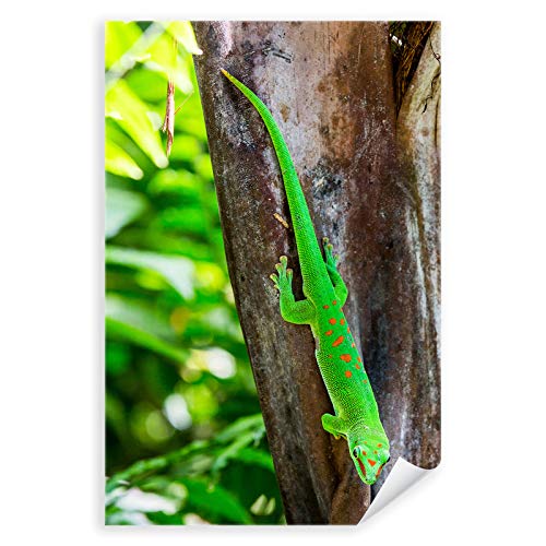 Postereck - 3596 - Eidechse, Reptil Tier Natur Jäger Grün Baum - Wandposter Fotoposter Bilder Wandbild Wandbilder - Leinwand - 40,0 cm x 30,0 cm von Postereck