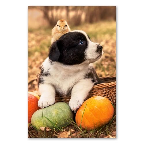 Postereck - 3650 - Welpe, Hund Küken Natur Kürbis Süss Korb - Wandposter Fotoposter Bilder Wandbild Wandbilder - Poster - DIN A3-29,7 cm x 42,0 cm Postereck - 3650 - Welpe, Hund Küken Natur Kürbis Süss Korb - Wandposter Fotoposter Bilder Wandbild Wandbilder - Poster - DIN A3-29,7 cm x 42,0 cm von Postereck