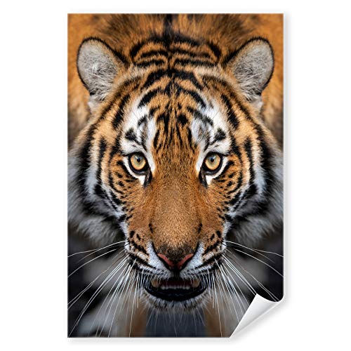 Postereck - 3654 - Tiger, Raubtier Katze Natur Portrait Gesicht - Wandposter Fotoposter Bilder Wandbild Wandbilder - Poster - 3:2-61,0 cm x 40,5 cm von Postereck