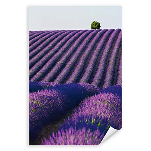 Postereck - 3678 - Lavendel, Feld Blume Natur Landschaft Italien - Wandposter Fotoposter Bilder Wandbild Wandbilder - Poster - DIN A3-29,7 cm x 42,0 cm von Postereck