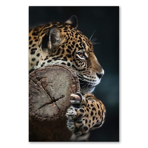 Postereck - 3693 - Leopard, Raubtier Tier Natur Portrait Katze - Wandposter Fotoposter Bilder Wandbild Wandbilder - Poster - 4:3-81,0 cm x 61,0 cm Postereck - 3693 - Leopard, Raubtier Tier Natur Portrait Katze - Wandposter Fotoposter Bilder Wandbild Wandbilder - Poster - 4:3-81,0 cm x 61,0 cm von Postereck