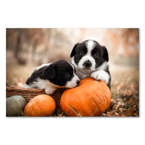 Postereck - 3776 - Hundewelpen, Tier Hund Kürbis Geschwister Natur - Wandposter Fotoposter Bilder Wandbild Wandbilder - Leinwand - 100,0 cm x 75,0 cm Postereck - 3776 - Hundewelpen, Tier Hund Kürbis Geschwister Natur - Wandposter Fotoposter Bilder Wandbild Wandbilder - Leinwand - 100,0 cm x 75,0 cm von Postereck