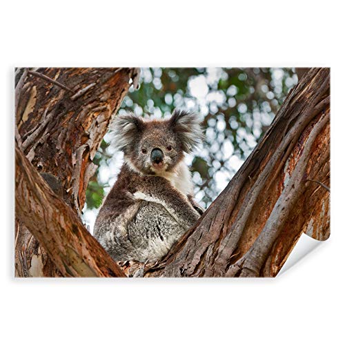 Postereck - 3894 - Koala, Bär Australien Natur Tier Baum - Wandposter Fotoposter Bilder Wandbild Wandbilder - Poster - 3:2-61,0 cm x 40,5 cm von Postereck