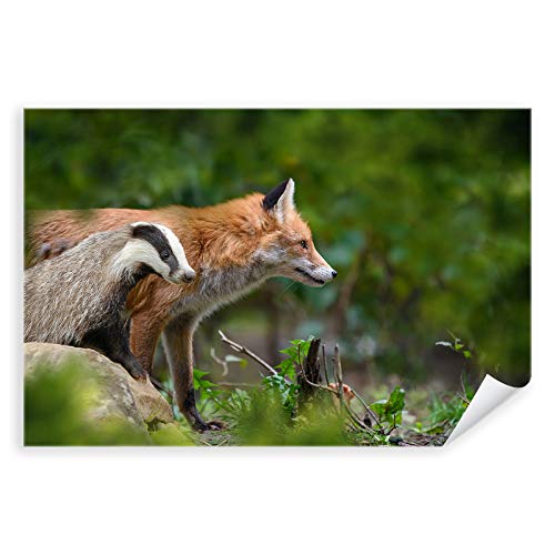 Postereck - 3912 - Wald, Fuchs Dachs Natur Tiere Landschaft - Wandposter Fotoposter Bilder Wandbild Wandbilder - Leinwand - 60,0 cm x 40,0 cm von Postereck