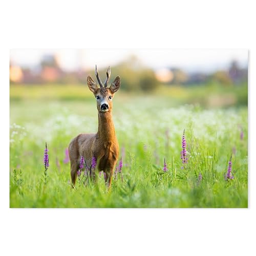 Postereck - 4090 - Rehbock: Wiese, Blumen & Abendsonne. - Wandposter Fotoposter Bild Wandbild Wanddeko deko - Leinwand - 100,0 cm x 75,0 cm von Postereck