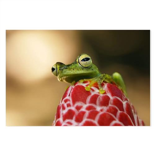 Postereck - 4111 - Grüner Frosch: Rote Blüte & goldene Augen. - Wandposter Fotoposter Bild Wandbild Wanddeko deko - Poster - 3:2-30,0 cm x 20,0 cm von Postereck