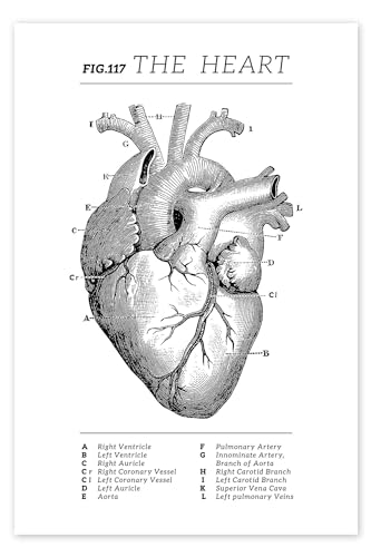 Das Herz, Diagramm (Vintage, Englisch) Poster von Vintage Educational Collection 20 x 30 cm Schwarz-Weiß Zeichnung & Skizze Wanddeko von Posterlounge