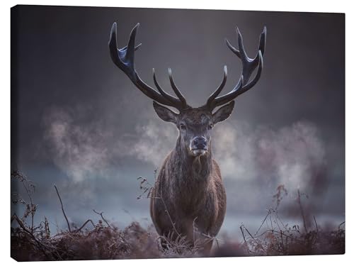 Ein majestätischer Rotwildhirsch atmet in der Winterluft aus Leinwandbild von Alex Saberi 130 x 100 cm Grau Geschenkideen Wanddeko von Posterlounge