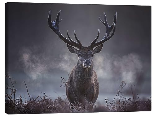 Ein majestätischer Rotwildhirsch atmet in der Winterluft aus Leinwandbild von Alex Saberi 40 x 30 cm Grau Geschenkideen Wanddeko von Posterlounge