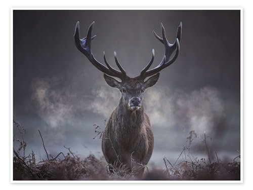 Ein majestätischer Rotwildhirsch atmet in der Winterluft aus Poster von Alex Saberi 40 x 30 cm Grau Geschenkideen Wanddeko von Posterlounge