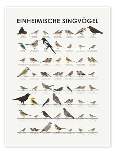 Einheimische Singvögel Poster von Iris Luckhaus Wandbilder für jeden Raum 100 x 130 cm Geschenkideen Wanddeko von Posterlounge