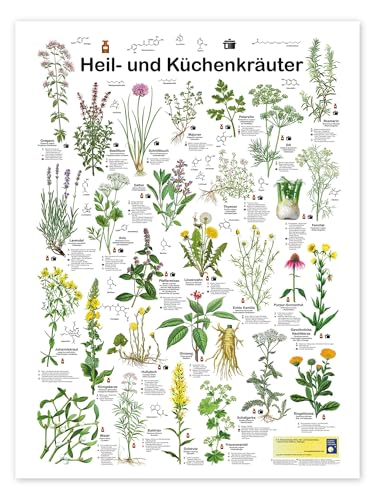 Heil- und Küchenkräuter Poster von Planet Poster Editions 70 x 90 cm Wandbilder Wanddeko von Posterlounge