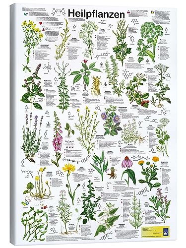 Heilpflanzen Leinwandbild von Planet Poster Editions 60 x 80 cm Grün Geschenkideen Wanddeko von Posterlounge