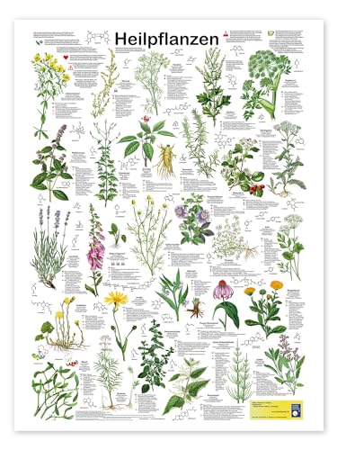 Heilpflanzen Poster von Planet Poster Editions 100 x 130 cm Grün Geschenkideen Wanddeko von Posterlounge