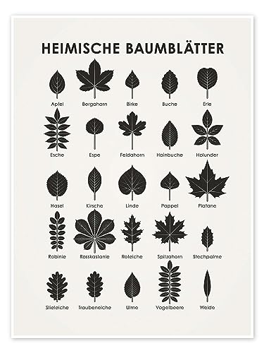 Heimische Baumblätter Poster von Iris Luckhaus Wandbilder für jeden Raum 60 x 80 cm Schwarz-Weiß Floral Wanddeko von Posterlounge