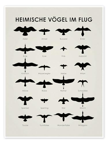 Heimische Vögel im Flug Poster von Iris Luckhaus Wandbilder für jeden Raum 50 x 70 cm Schwarz-Weiß Geschenkideen Wanddeko von Posterlounge