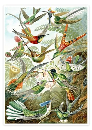 Kolibris, Trochilidae (Kunstformen der Natur, 1899) Poster von Ernst Haeckel Wandbilder für jeden Raum 50 x 70 cm Grün Realismus Wanddeko von Posterlounge