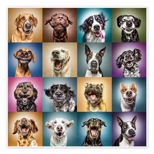 Lustige Hundegesichter Poster von Manuela Kulpa Wandbilder für jeden Raum 60 x 60 cm Bunt Lustiges Wanddeko von Posterlounge