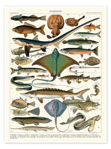Meeresfische, 1905 (französisch) Poster von Adolphe Millot 60 x 80 cm Bunt Lernen & Wissen Wanddeko von Posterlounge
