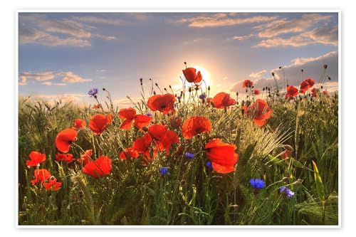 Mohn im Licht Poster von Steffen Gierok 100 x 70 cm Blumen Wanddeko von Posterlounge