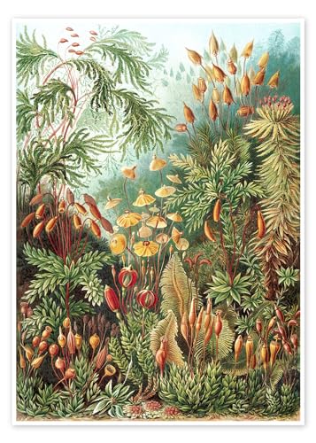 Moose, Muscinae (Kunstformen der Natur, 1899) Poster von Ernst Haeckel 30 x 40 cm Grün Realismus Wanddeko von Posterlounge