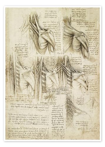Muskeln der Wirbelsäule Poster von Leonardo da Vinci Wandbilder für jeden Raum 50 x 70 cm Beige Zeichnung & Skizze Wanddeko von Posterlounge