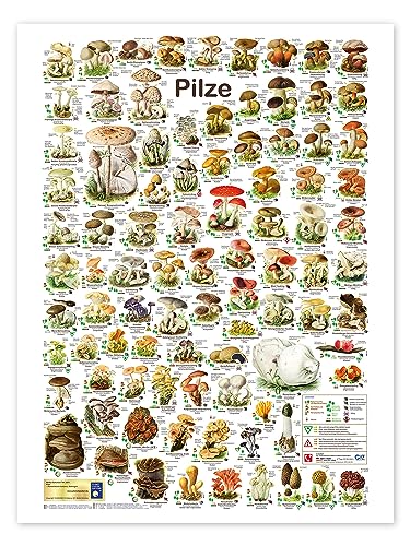 Pilze Poster von Planet Poster Editions Wandbilder für jeden Raum 50 x 70 cm Bunt Geschenkideen Wanddeko von Posterlounge