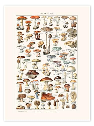 Pilze Vintage (französisch) Poster von Patruschka Wandbilder für jeden Raum 30 x 40 cm Bunt Botanik Wanddeko von Posterlounge