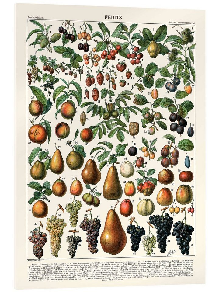 Posterlounge Acrylglasbild Adolphe Millot, Früchte, 1923 (französisch), Küche Rustikal Illustration von Posterlounge
