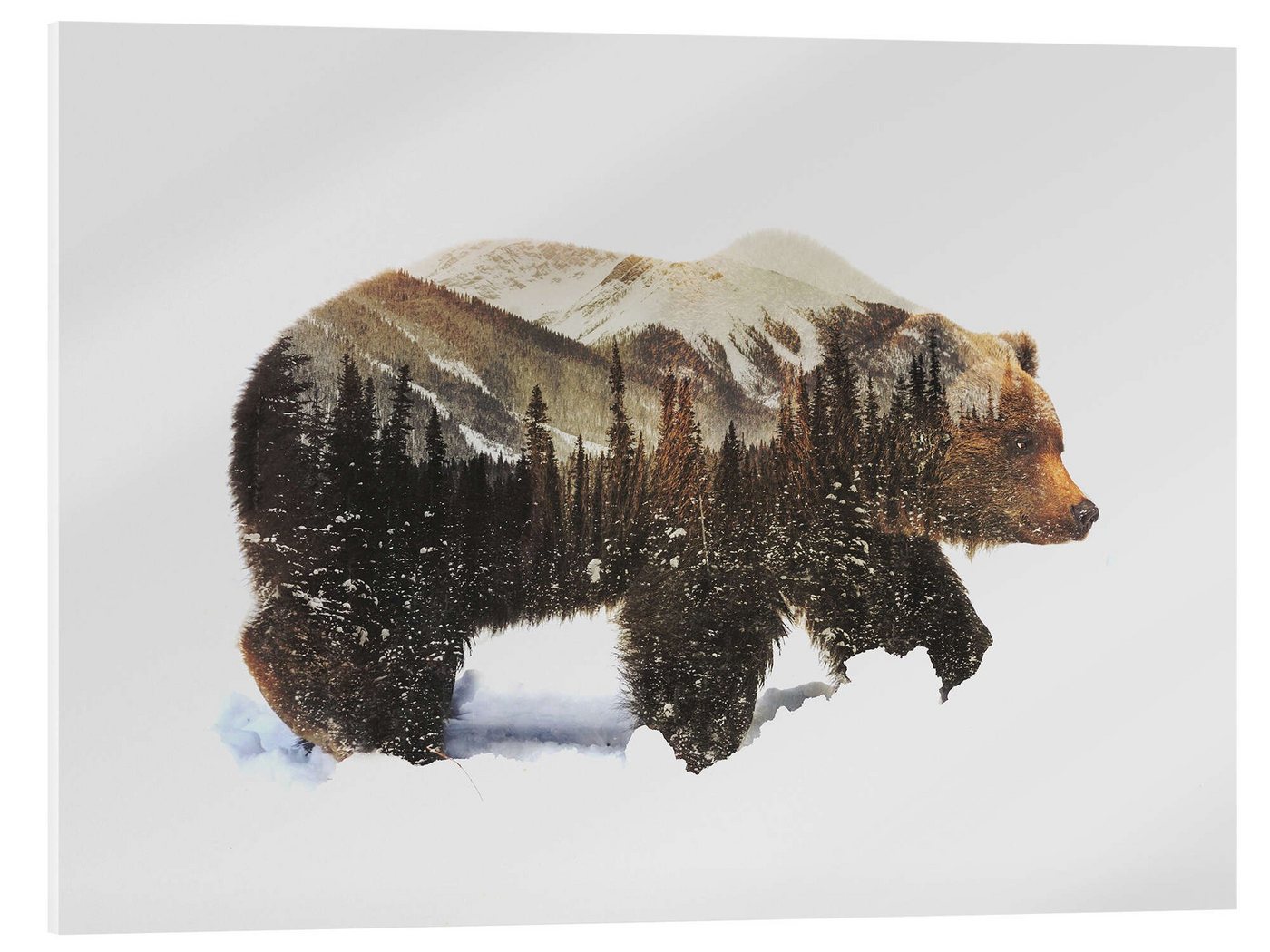 Posterlounge Acrylglasbild Andreas Lie, Arktischer Grizzlybär, Illustration von Posterlounge