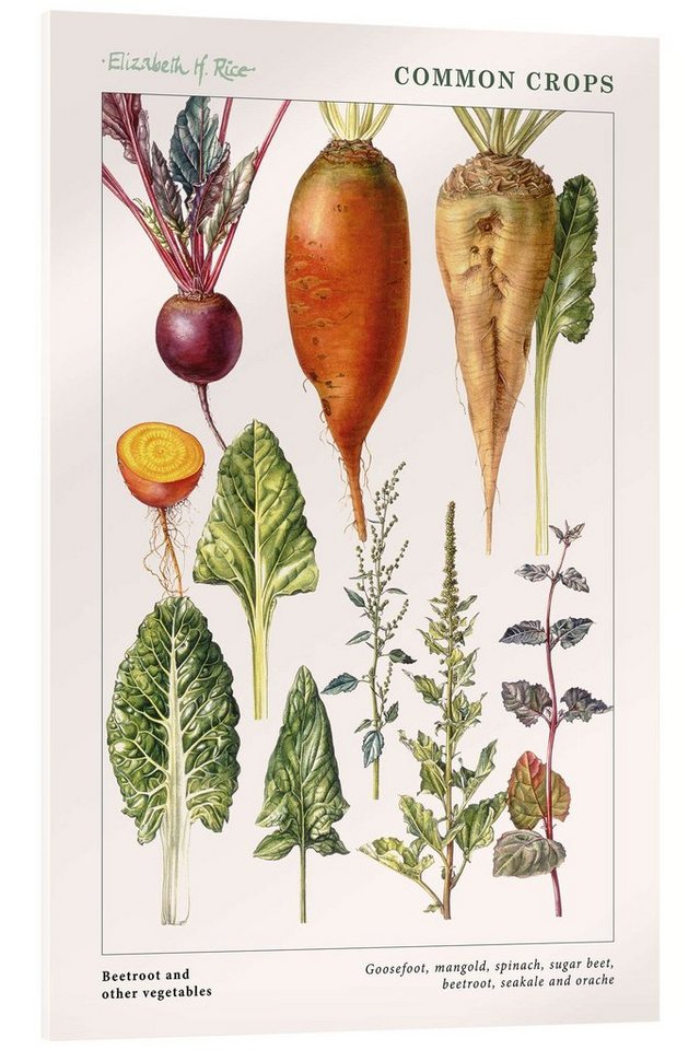 Posterlounge Acrylglasbild Elizabeth Rice, Rote Beete und anderes Gemüse (englisch), Küche Vintage Grafikdesign von Posterlounge
