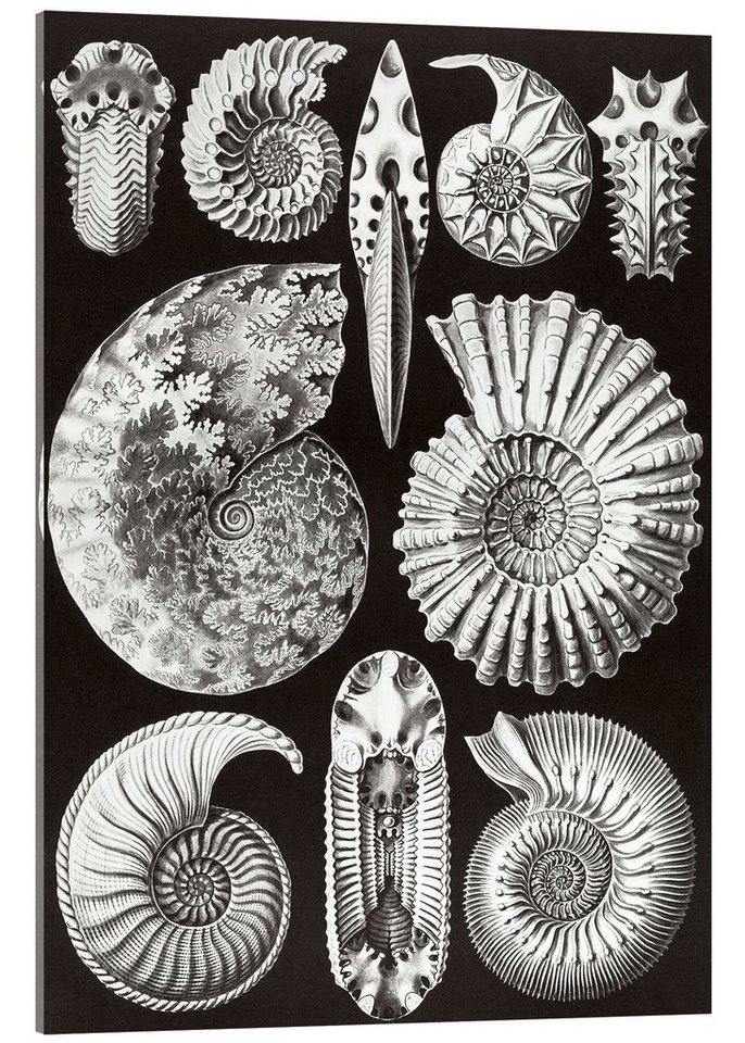 Posterlounge Acrylglasbild Ernst Haeckel, Ammonshörner, Ammonitida (Kunstformen der Natur, 1899), Malerei von Posterlounge