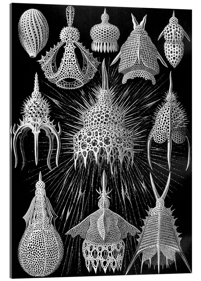 Posterlounge Acrylglasbild Ernst Haeckel, Flaschenstrahlinge, Cyrtoidea (Kunstformen der Natur, 1899), Malerei von Posterlounge