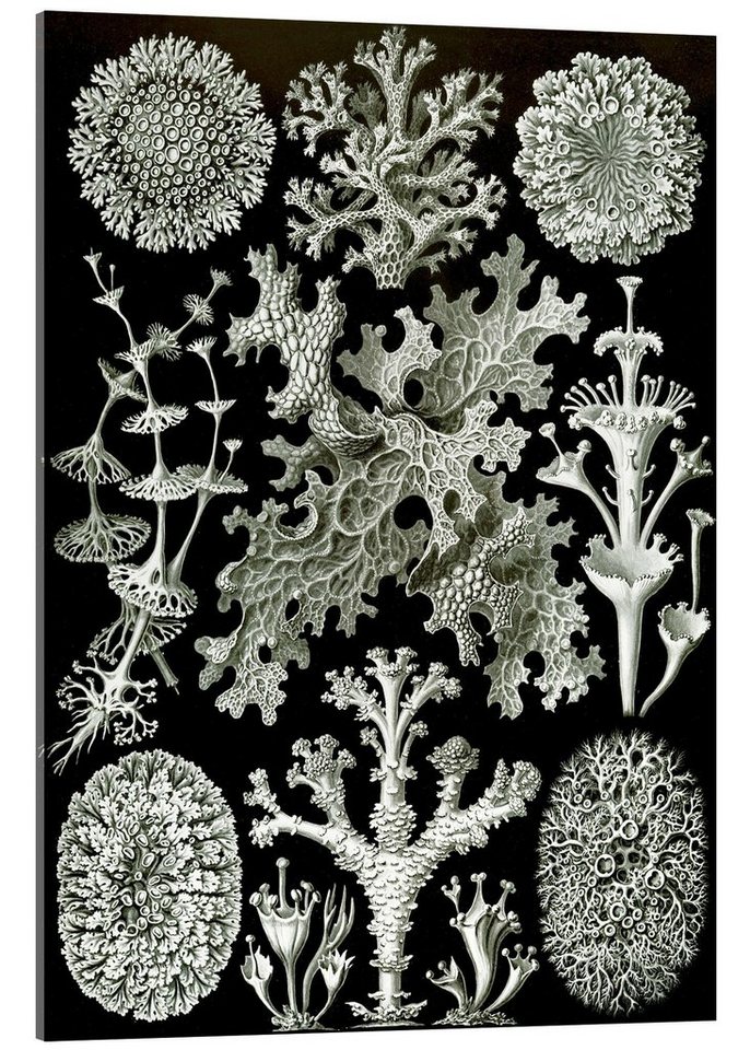 Posterlounge Acrylglasbild Ernst Haeckel, Flechten, Lichenes (Kunstformen der Natur, 1899), Malerei von Posterlounge