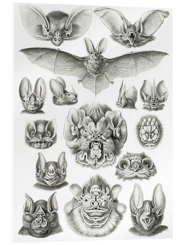 Posterlounge Acrylglasbild Ernst Haeckel, Fledermäuse, Chiroptera (Kunstformen der Natur, 1899), Malerei von Posterlounge