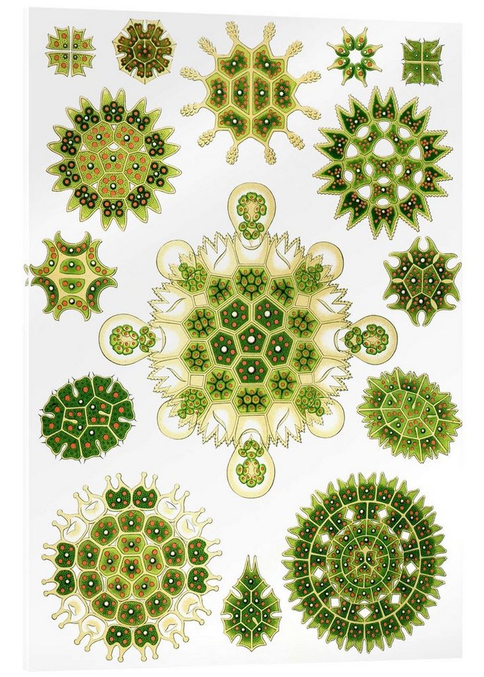 Posterlounge Acrylglasbild Ernst Haeckel, Grünalgen, Melethallia (Kunstformen der Natur, 1899), Malerei von Posterlounge