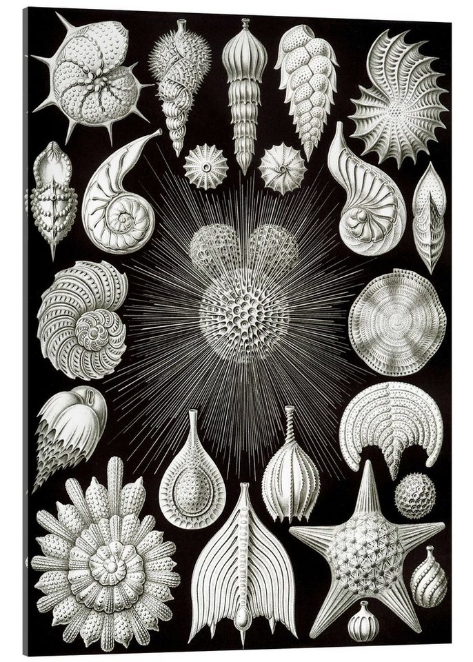 Posterlounge Acrylglasbild Ernst Haeckel, Kammerlinge, Thalamphora 2 (Kunstformen der Natur, 1899), Malerei von Posterlounge