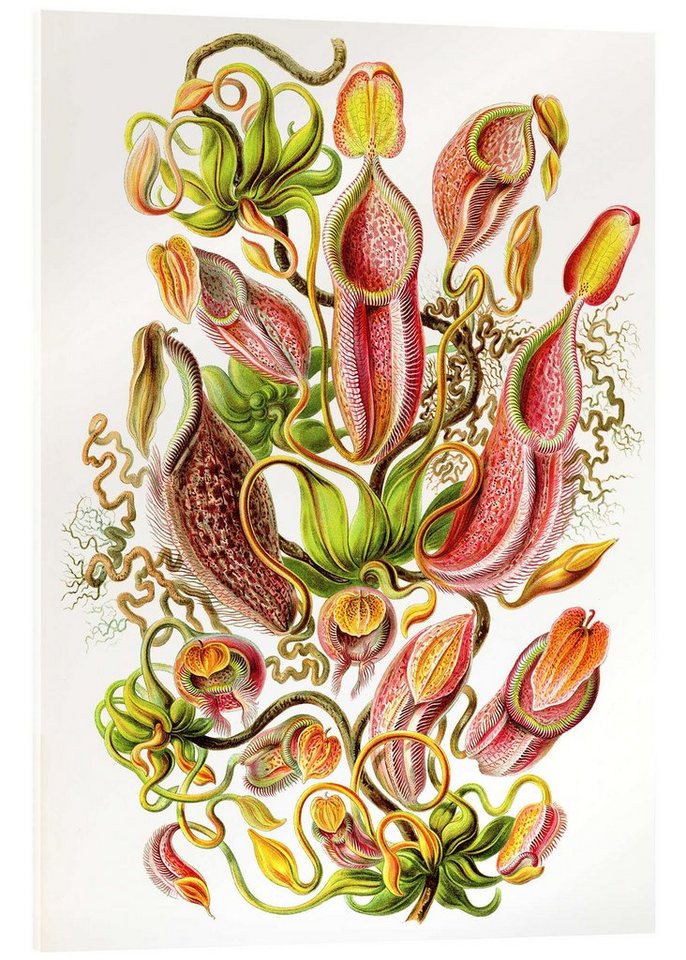 Posterlounge Acrylglasbild Ernst Haeckel, Kannenpflanzen, Nepenthaceae (Kunstformen der Natur, 1899), Malerei von Posterlounge