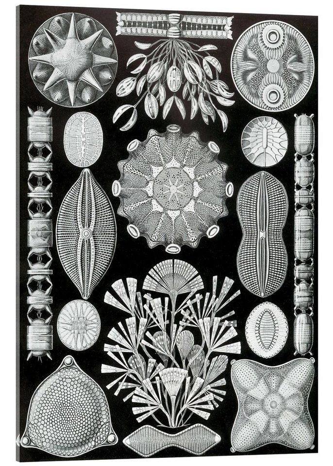 Posterlounge Acrylglasbild Ernst Haeckel, Kieselalgen, Diatomea (Kunstformen der Natur, 1899), Malerei von Posterlounge