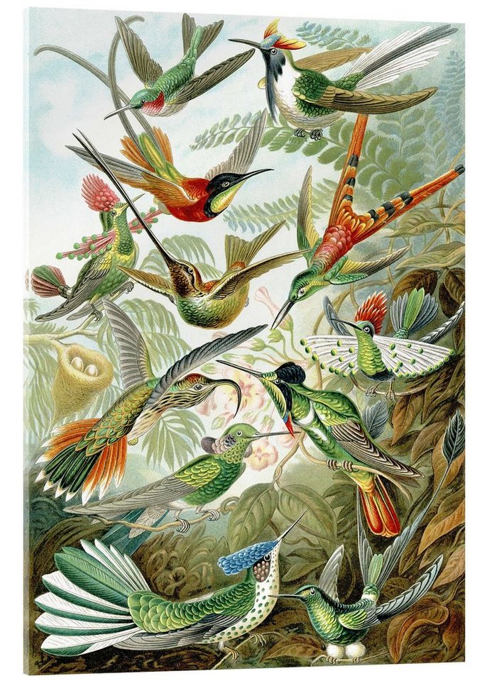 Posterlounge Acrylglasbild Ernst Haeckel, Kolibris, Trochilidae (Kunstformen der Natur, 1899), Malerei von Posterlounge