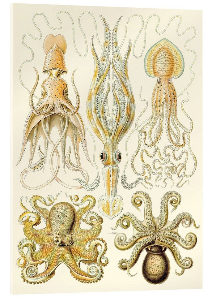 Posterlounge Acrylglasbild Ernst Haeckel, Kopffüßer, Gamochonia - Kunstformen der Natur, 1899, Badezimmer Maritim Malerei von Posterlounge
