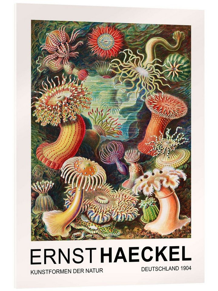 Posterlounge Acrylglasbild Ernst Haeckel, Kunstformen Der Natur - Actiniae Seeanemonen, Wohnzimmer Vintage Malerei von Posterlounge
