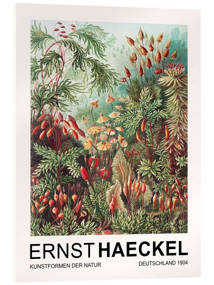 Posterlounge Acrylglasbild Ernst Haeckel, Kunstformen Der Natur - Muscinae Laubmoose, Wohnzimmer Malerei von Posterlounge