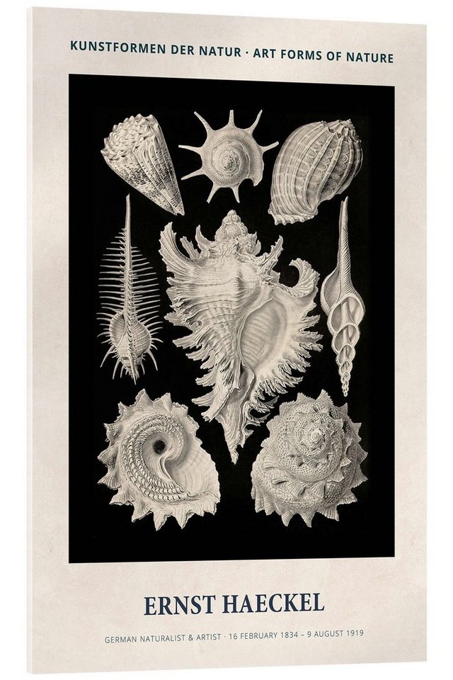 Posterlounge Acrylglasbild Ernst Haeckel, Kunstformen der Natur II, Wohnzimmer Vintage Malerei von Posterlounge