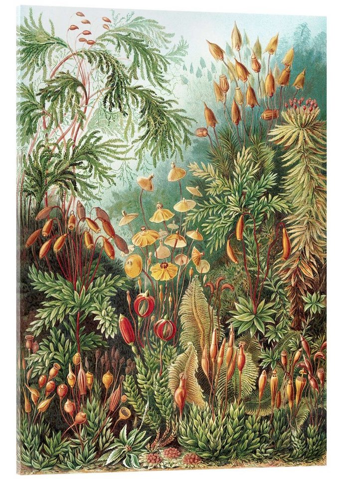 Posterlounge Acrylglasbild Ernst Haeckel, Moose, Muscinae (Kunstformen der Natur, 1899), Wohnzimmer Malerei von Posterlounge