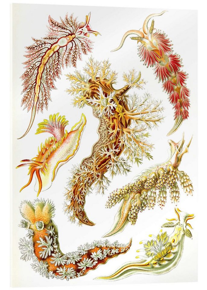 Posterlounge Acrylglasbild Ernst Haeckel, Nacktkiemer, Nudibranchia (Detail, Kunstformen der Natur, 1899), Malerei von Posterlounge